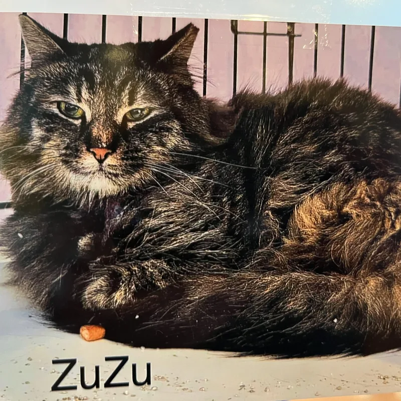 Zuzu