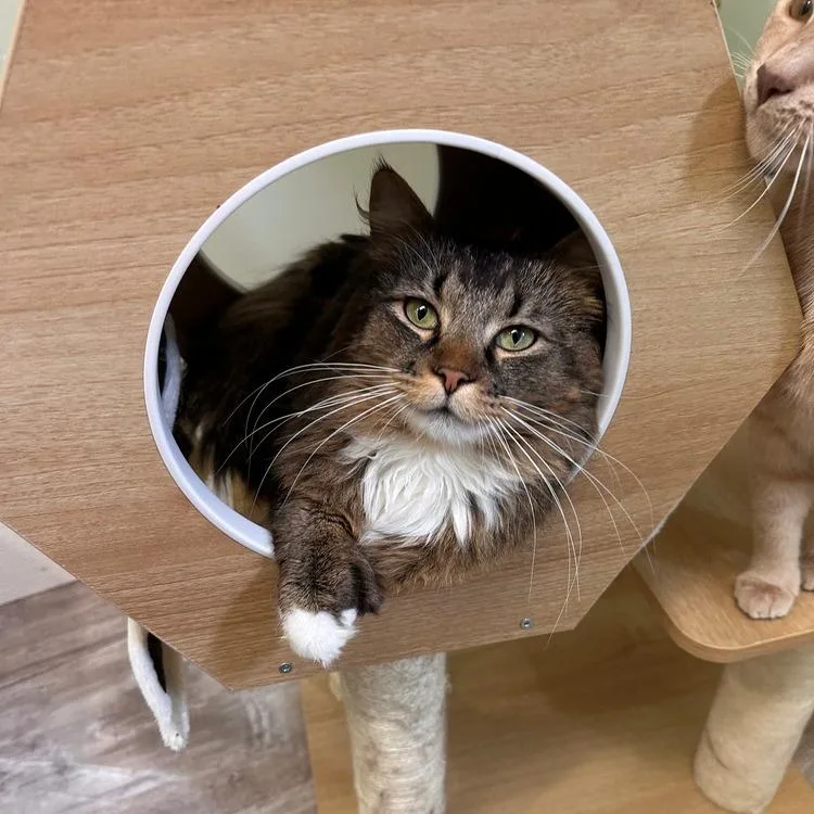 An adult small-sized male Domestic Long Hair cat named Burr for adoption in Greensburg, PA