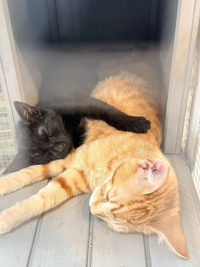 A young medium-sized male Tabby (Orange / Red) American Shorthair cat named Spicy for adoption