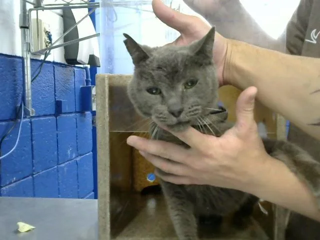 A senior medium-sized male Domestic Short Hair cat named Fancy for adoption in Albuquerque, NM