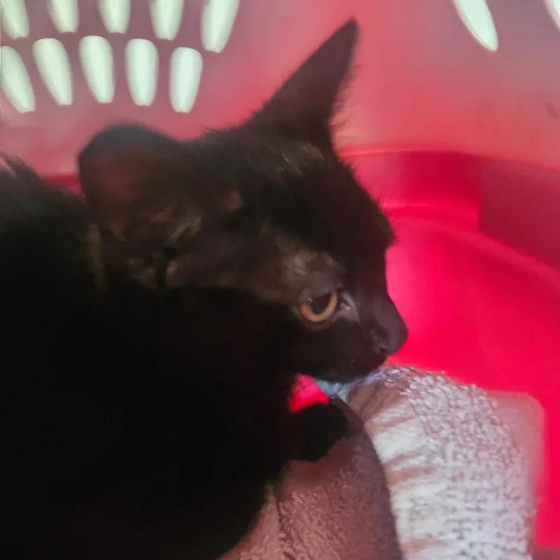 A baby small-sized male Black Domestic Short Hair cat named Sheldon for adoption in Hattiesburg, MS