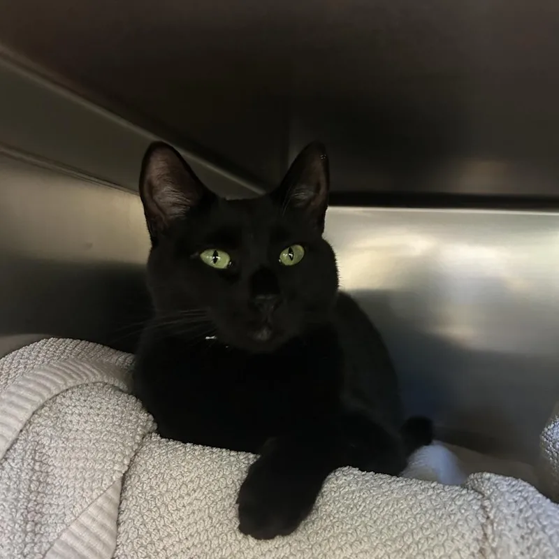 An adult large-sized female Black Domestic Short Hair cat named Lulu Bean for adoption in Houston, TX