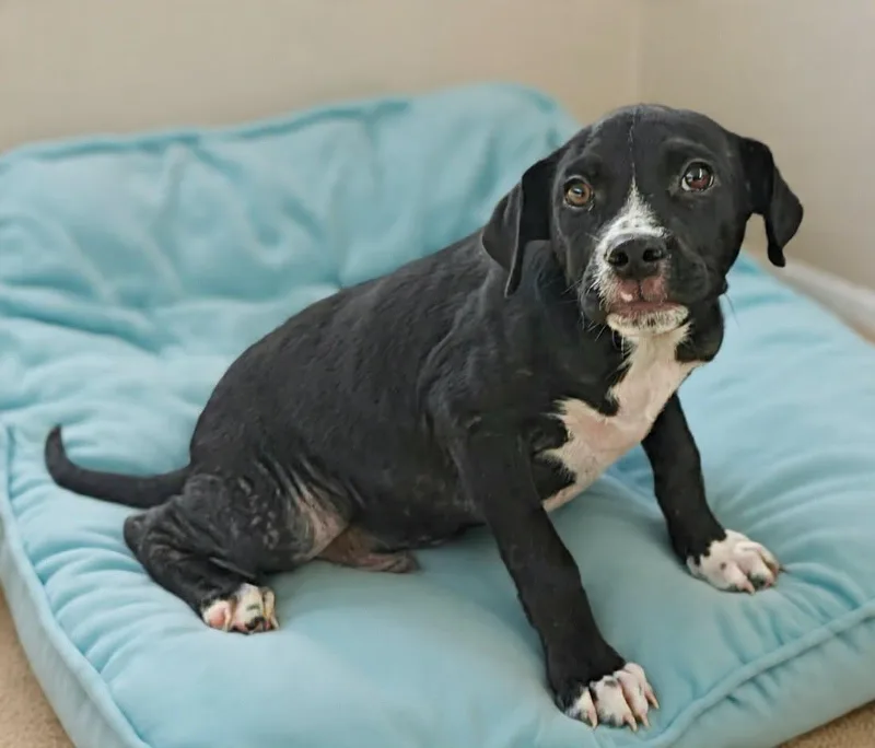 A baby medium-sized male Pit Bull Terrier dog named Junior for adoption in Talladega, AL