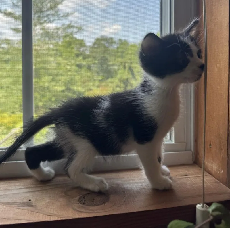 A baby medium-sized male Black & White / Tuxedo Domestic Short Hair cat named Stevie for adoption in Hickory, NC