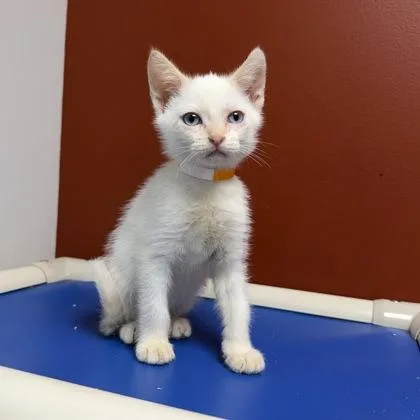 A baby small-sized male Siamese cat named Miso for adoption in Janesville, WI