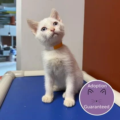 Miso thumbnail 2