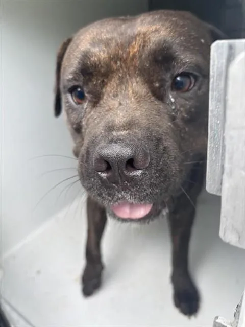 An adult large-sized female Pit Bull Terrier dog named Chata for adoption in Houston, TX