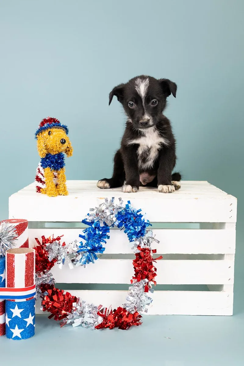 A baby medium-sized male Shepherd dog named 554-26 for adoption in Brighton, CO