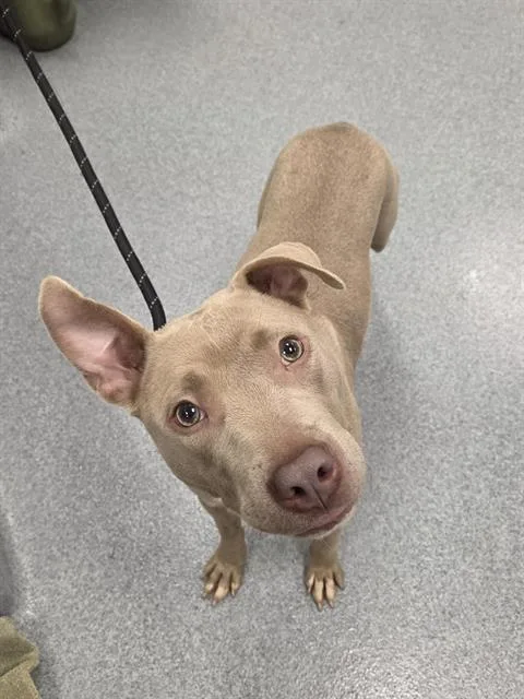 A young medium-sized female Pit Bull Terrier dog named Ruby for adoption in Indianapolis, IN