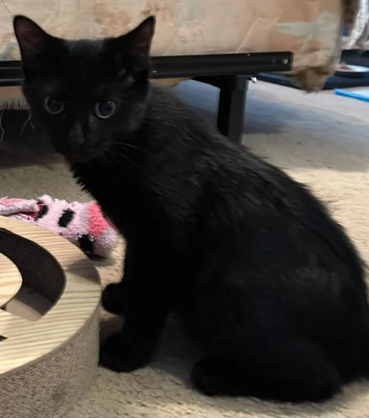 A young medium-sized male American Bobtail cat named Binx for adoption in Darien, GA