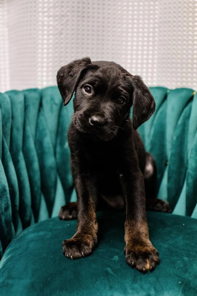 A baby large-sized male Rottweiler dog named Philly for adoption in Frankfort, NY