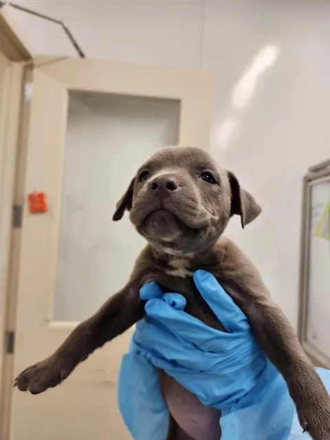 A baby small-sized female American Staffordshire Terrier dog named Clover for adoption in San Antonio, TX