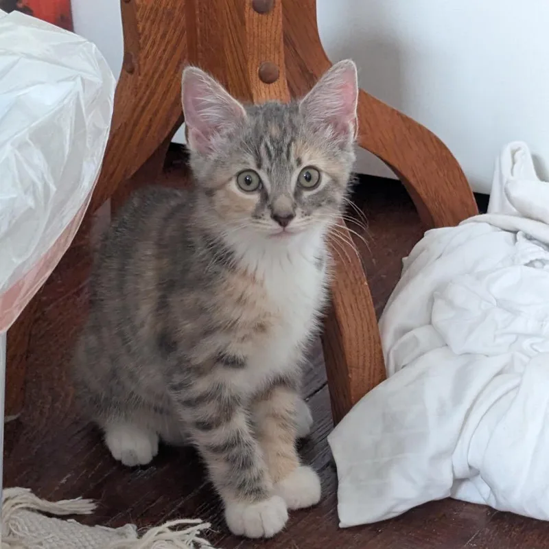 A baby small-sized female Tortoiseshell Domestic Medium Hair cat named Bafana for adoption in Oakton, VA
