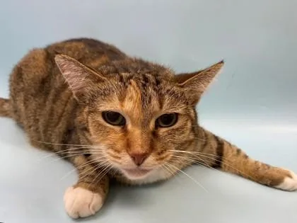 A senior small-sized female Domestic Short Hair cat named Sweet Heart for adoption in Woodbury, MN