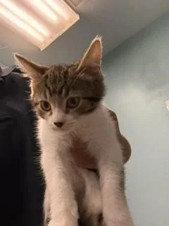 A baby small-sized female Domestic Short Hair cat named Yuzu for adoption in Lees Summit, MO