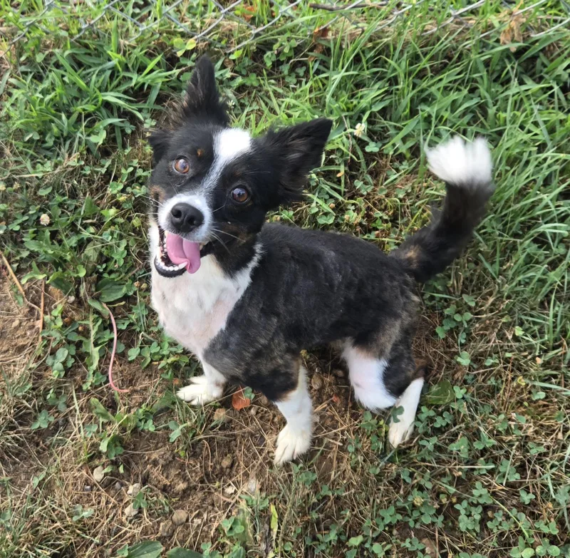 An adult small-sized female Black Papillon dog named Gidget for adoption in Xenia , OH