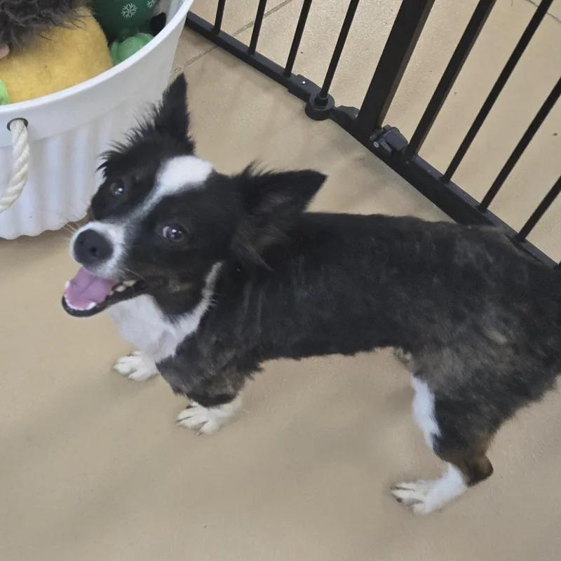 Gidget thumbnail 3