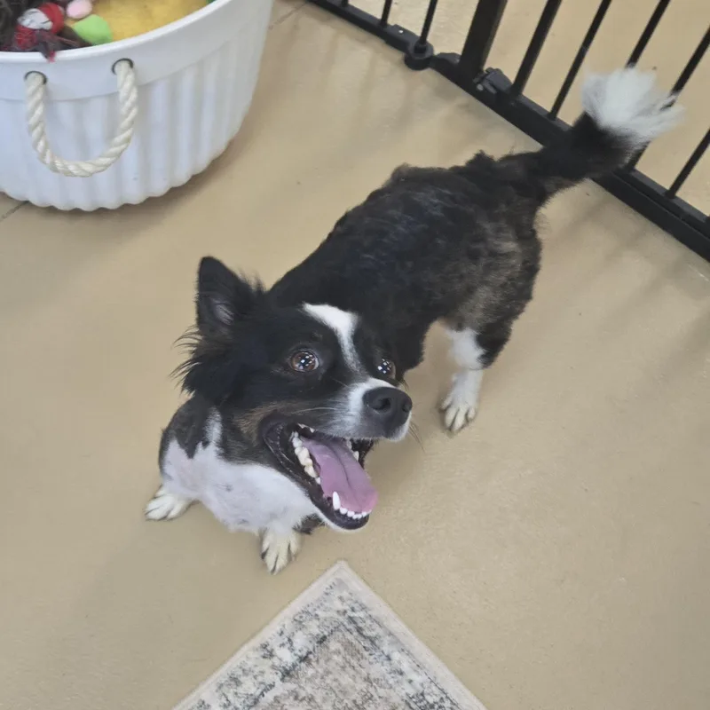 Gidget thumbnail 4