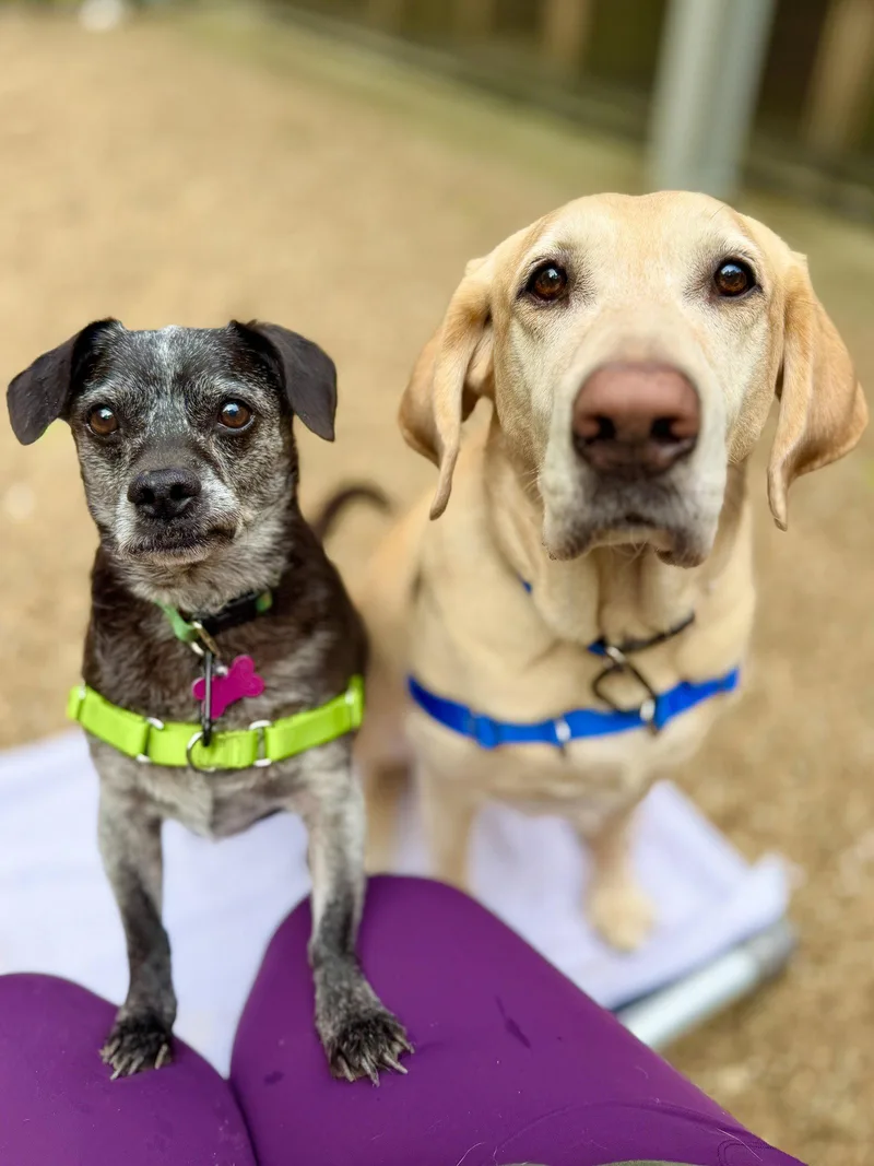 A senior medium-sized male Labrador Retriever dog named Tucker for adoption in West Cornwall, CT