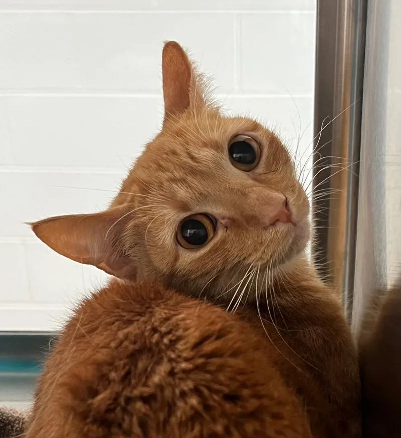 A young small-sized female Domestic Short Hair cat named Rose for adoption in Cottonwood, AZ