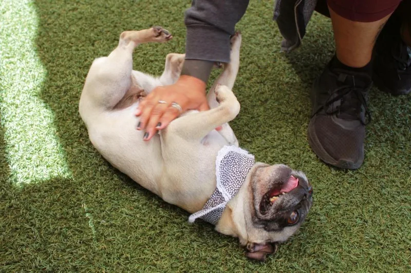 An adult small-sized female Pug dog named Lil Mama Bonded To for adoption in Gardena, CA