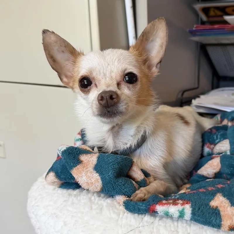 An adult small-sized male White / Cream Chihuahua dog named Pablito for adoption in Easton, PA