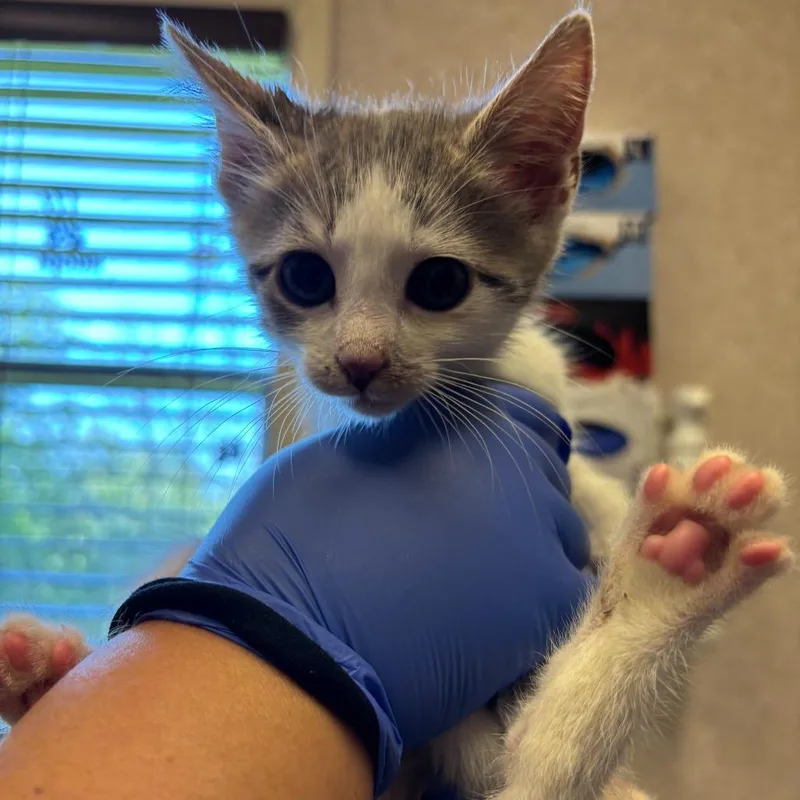 A baby small-sized male Gray / Blue / Silver Domestic Short Hair cat named Chickasaw Plum for adoption in Carencro, LA