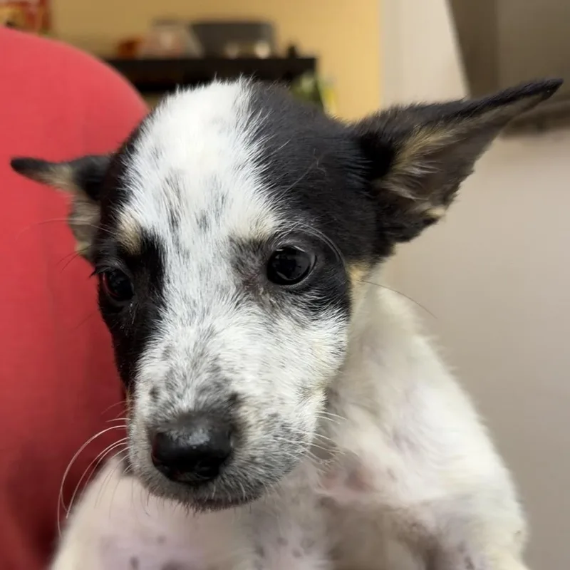 A baby small-sized female Australian Cattle Dog / Blue Heeler dog named Thelma for adoption in Birmingham, AL
