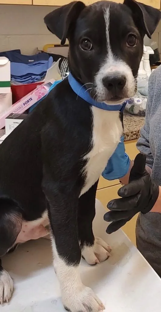 A baby small-sized male Pit Bull Terrier dog named Memphis for adoption in Elizabethton, TN