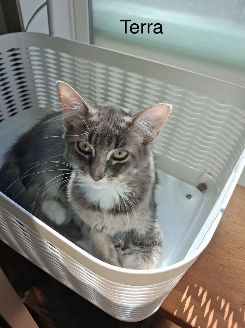 An adult medium-sized female Tabby (Gray / Blue / Silver) Tabby cat named Terra for adoption in Wyandotte, MI