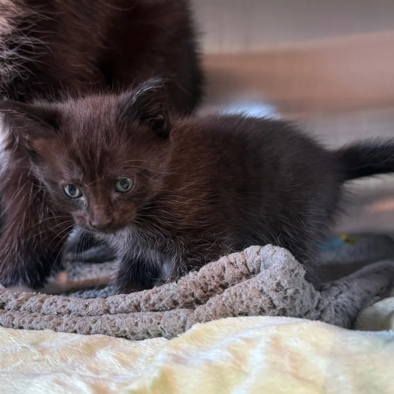 A baby small-sized female Black Domestic Short Hair cat named Pepper for adoption in Cedaredge, CO