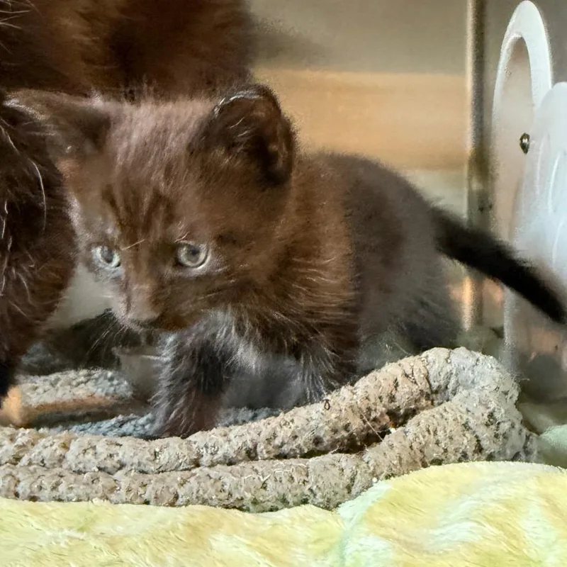 Pepper thumbnail 3