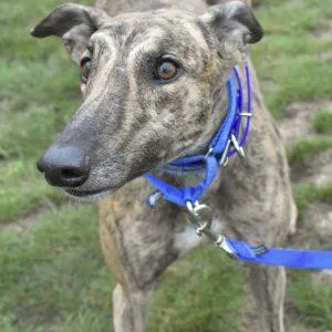 An adult large-sized male Greyhound dog named Kissed Da Teacher for adoption in grandville, MI