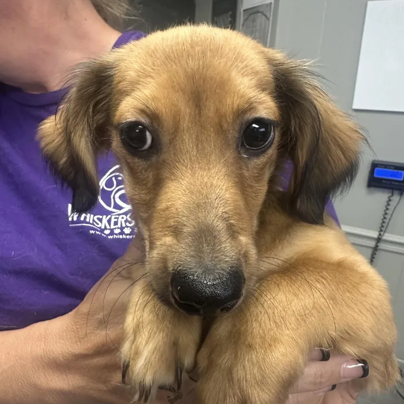 A young small-sized male Yellow / Tan / Blond / Fawn Dachshund dog named Hansel for adoption in Midland, TX