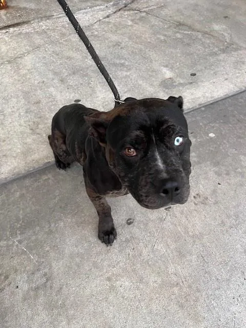 An adult medium-sized male Terrier dog named Peter for adoption in Miami, FL
