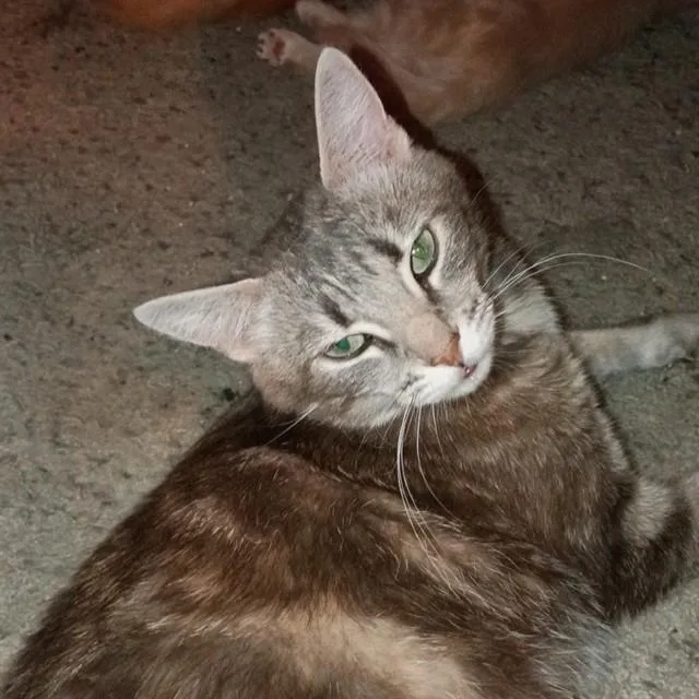 A young medium-sized female Domestic Short Hair cat named Chickpea for adoption in Auburn, CA