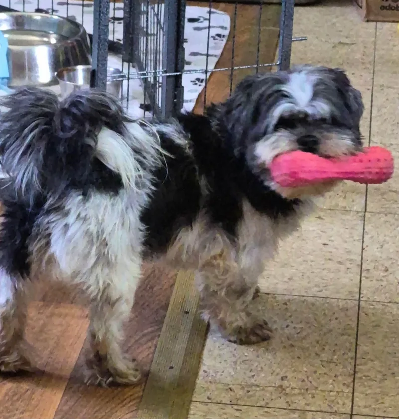 An adult small-sized female Black Shih Tzu dog named Shelley for adoption in Union Grove, WI