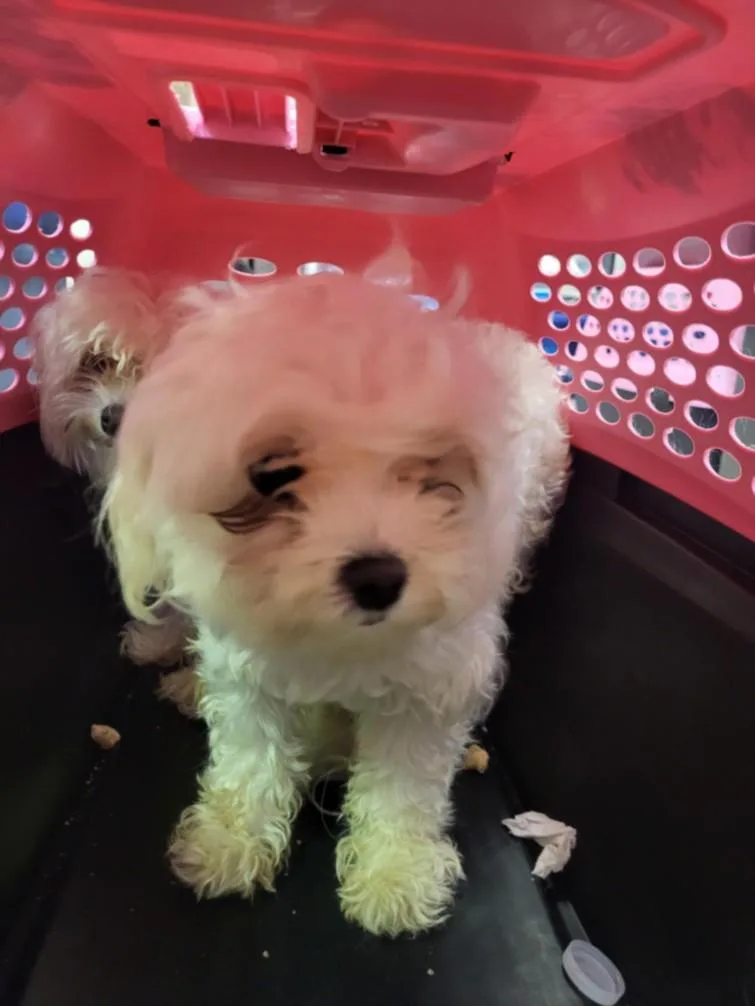 A young small-sized female Maltese dog named Rosa for adoption in Burbank, CA