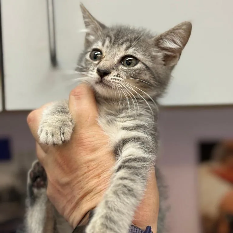 A baby small-sized male Gray / Blue / Silver Domestic Short Hair cat named Archie for adoption in Fresno, CA