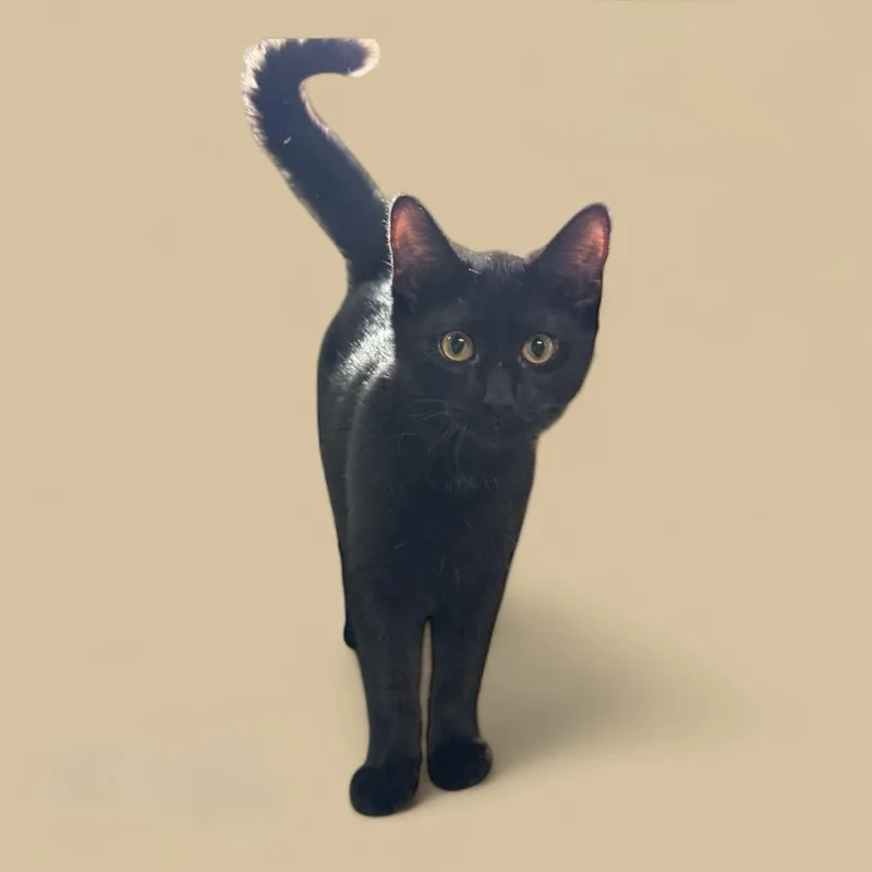 A young small-sized female Black Domestic Short Hair cat named Lisette for adoption in Wyandotte, MI