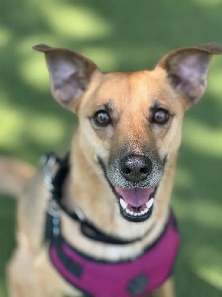 An adult medium-sized female Shepherd dog named Lia for adoption in New York, NY