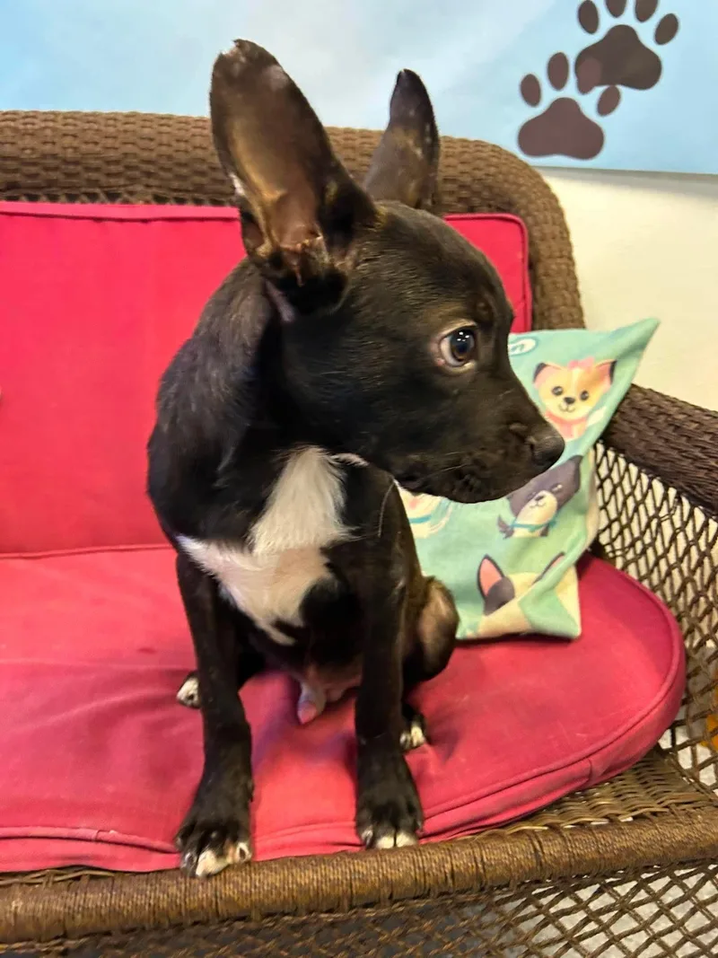 A young medium-sized male Boston Terrier dog named Carl Dean for adoption in Steeleville, IL