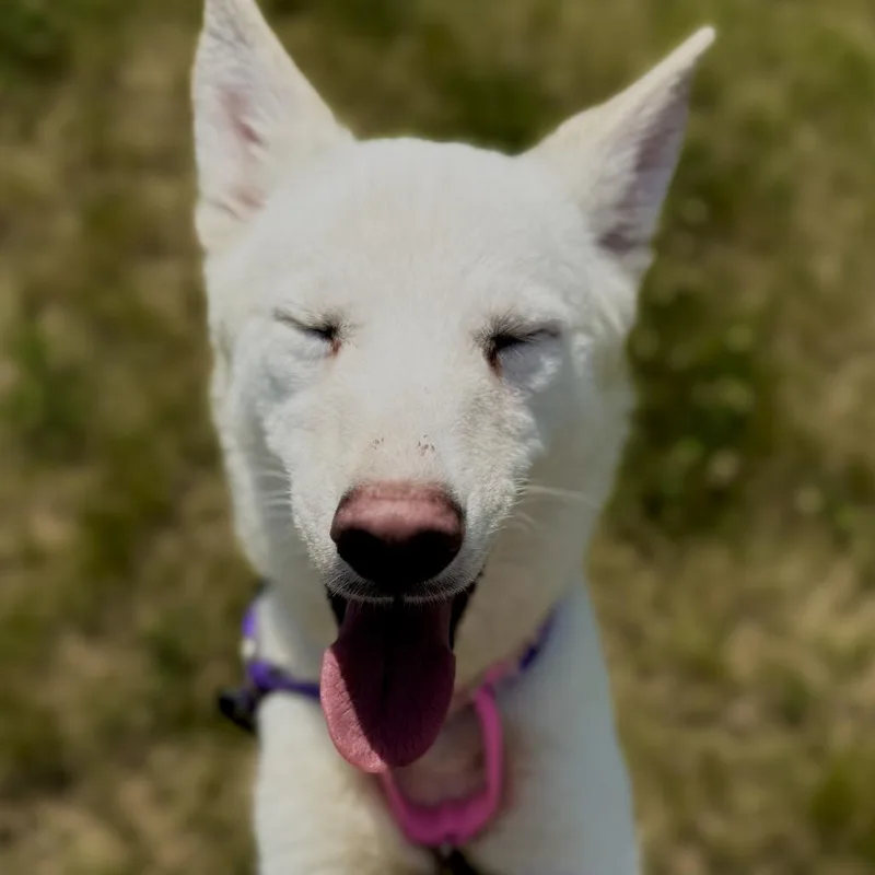 An adult small-sized female White / Cream Mixed Breed dog named Snow White for adoption in Matteson, IL