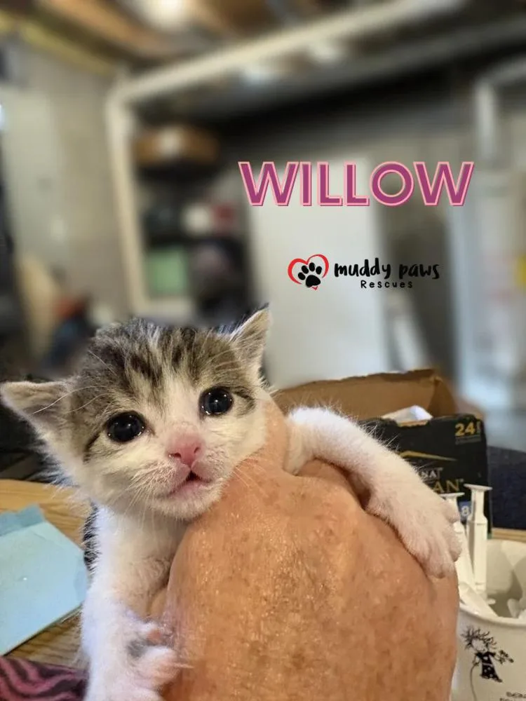 A baby small-sized female Domestic Short Hair cat named Slayer Litter:  Willow for adoption in Council Bluffs, IA