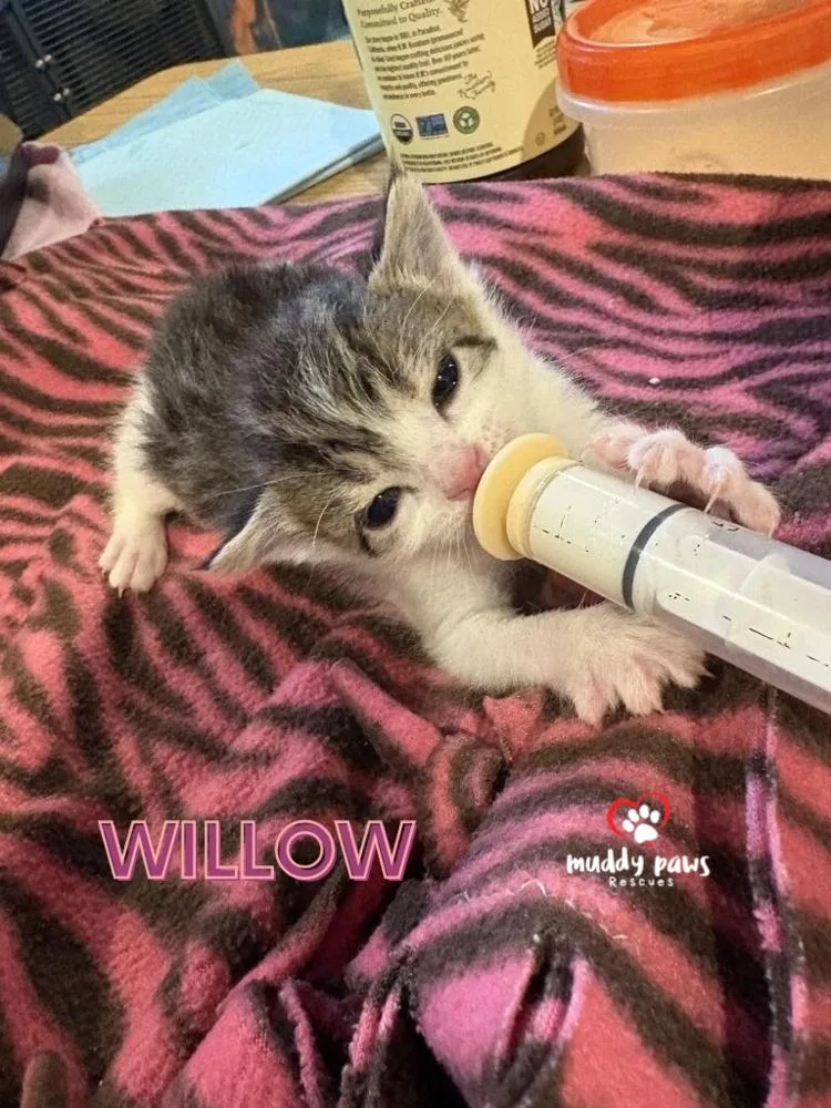 Slayer Litter:  Willow thumbnail 2