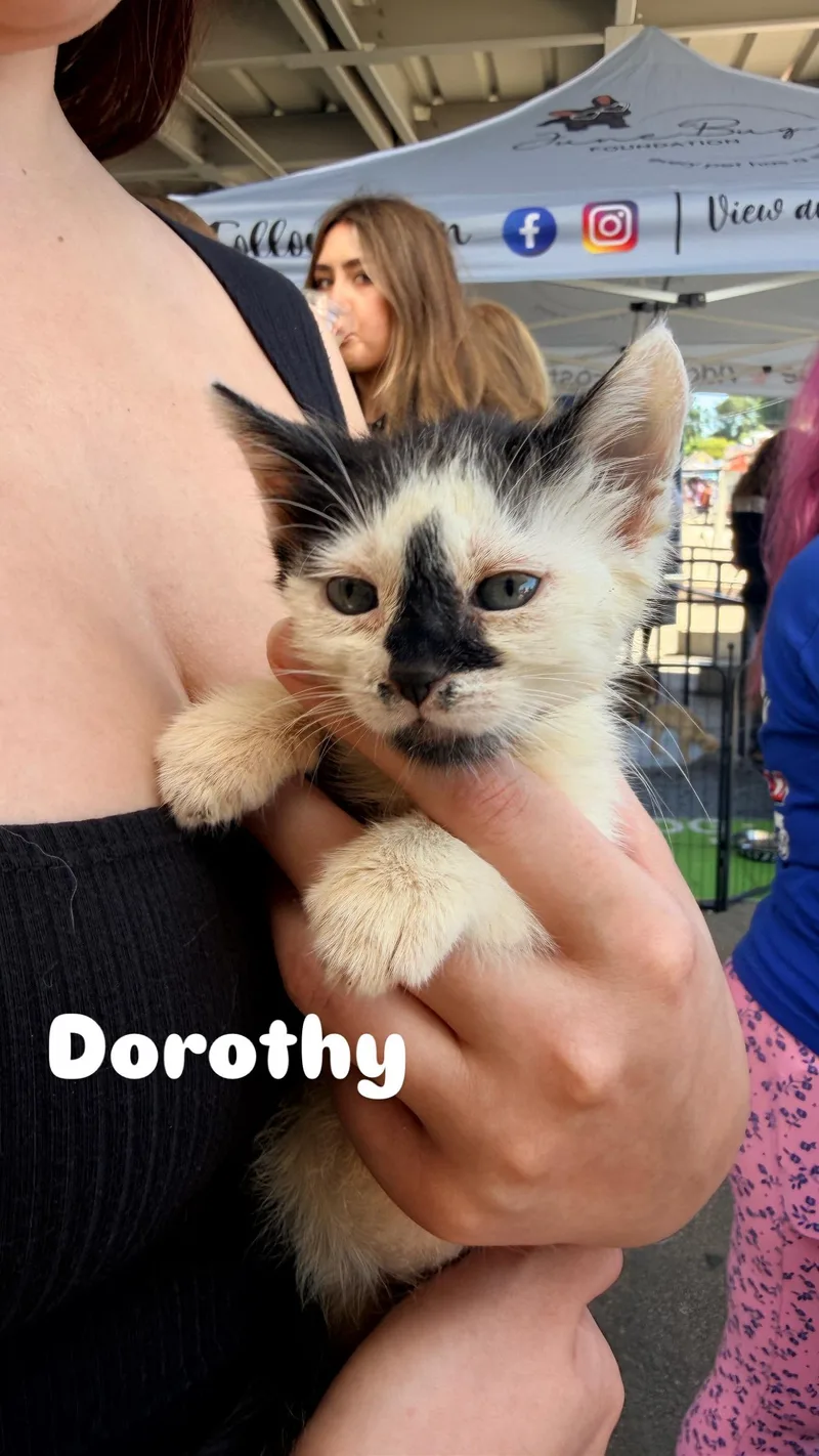 A baby medium-sized female Domestic Short Hair cat named Dorothy for adoption in Penryn, CA