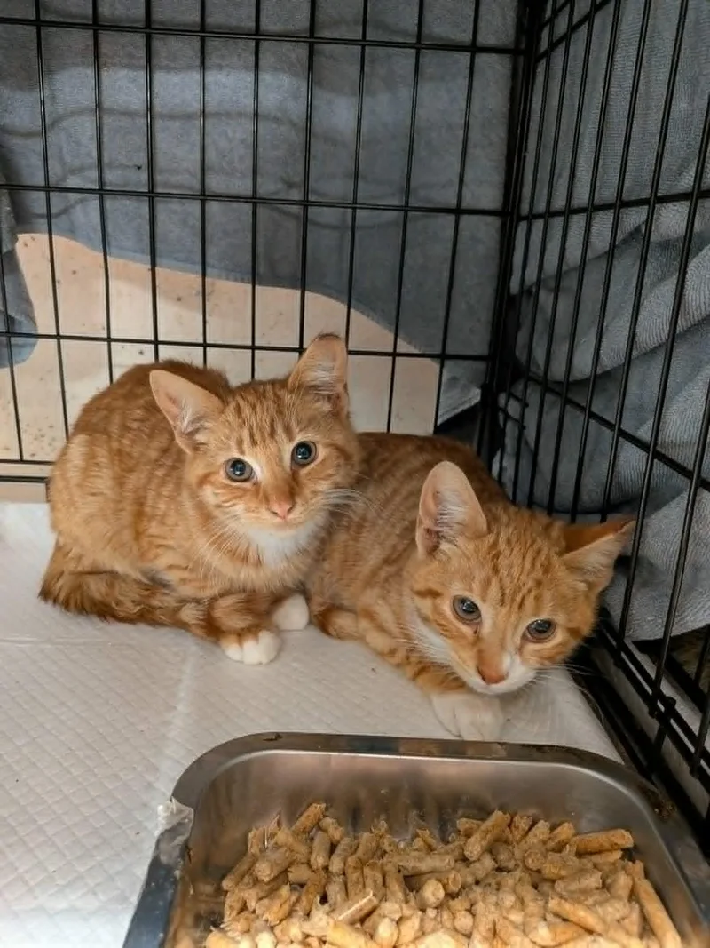 A baby small-sized male Orange & White Domestic Short Hair cat named Oliver & Dodger for adoption in Bayonne, NJ
