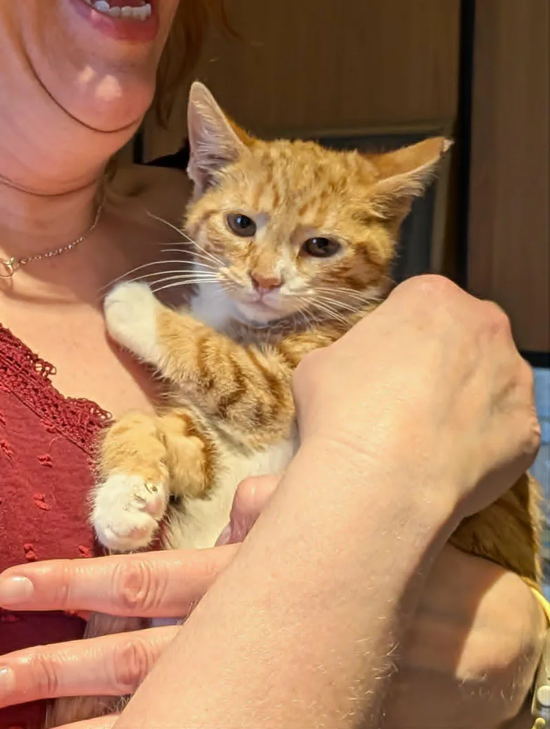 Oliver & Dodger thumbnail 2