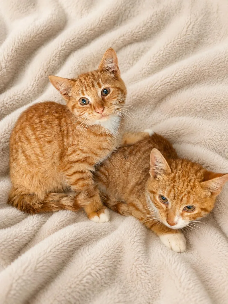 Oliver & Dodger thumbnail 3