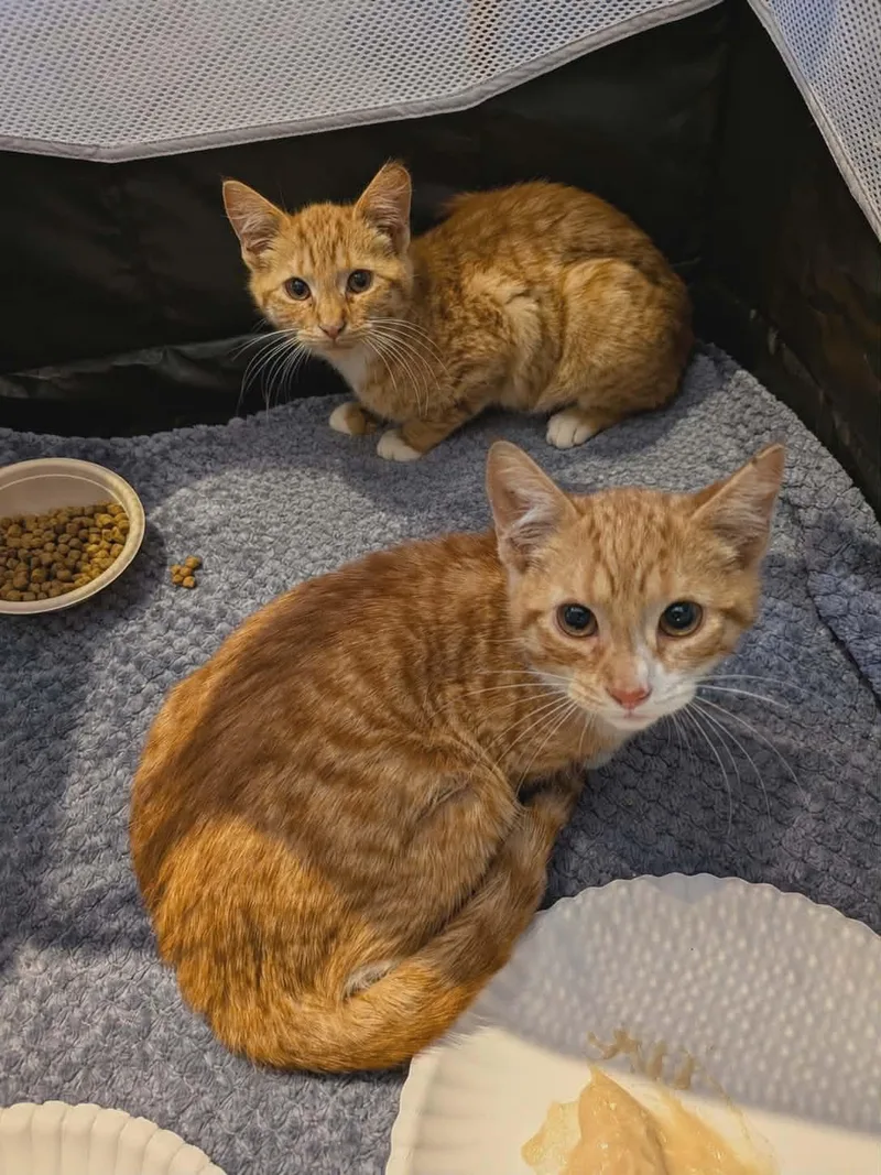 Oliver & Dodger thumbnail 4